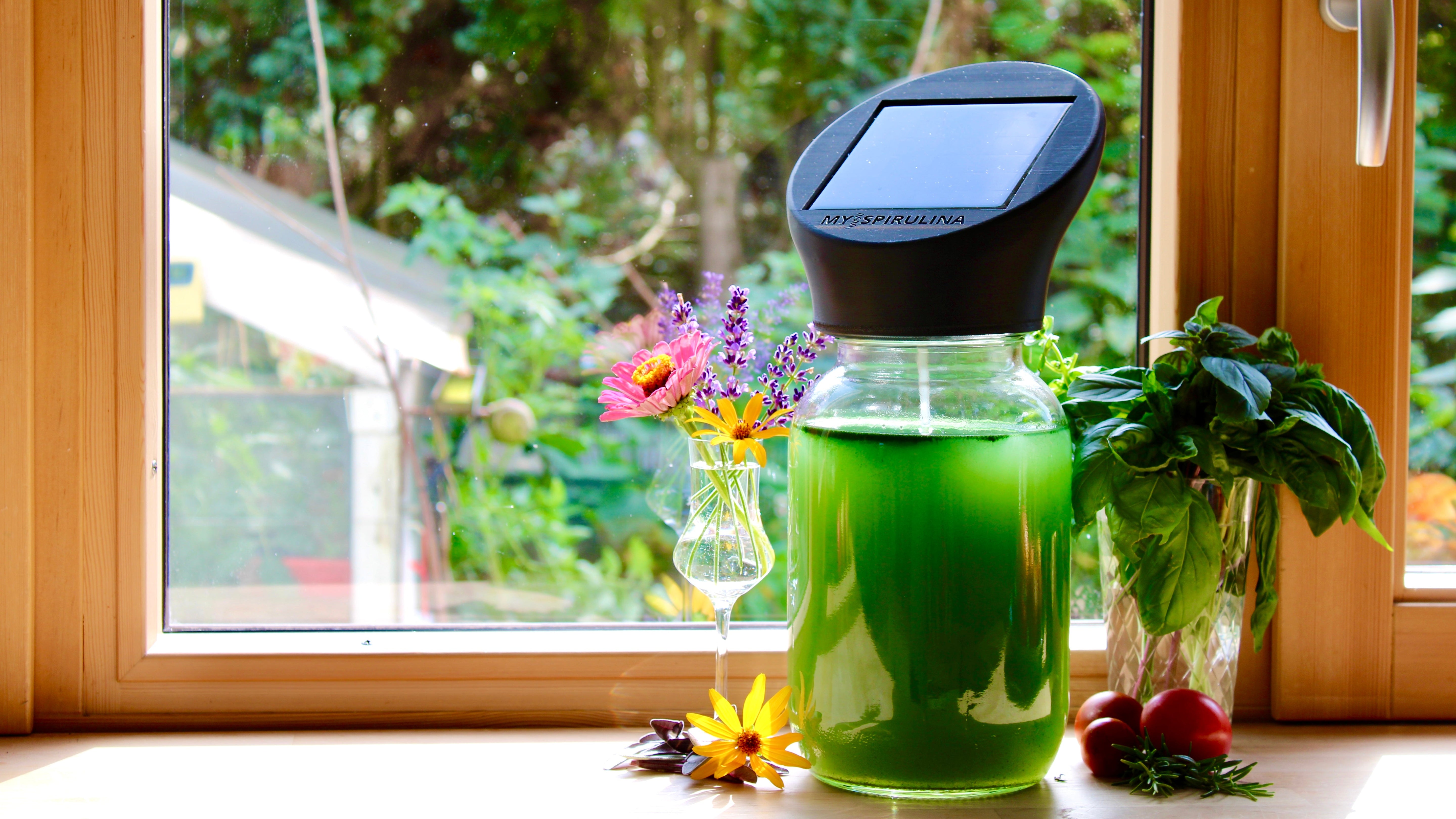 Spirulina-Farm auf einem hellen Fensterbrett. Umgeben von bunten Blumen und frischem Grün, im sanften Tageslicht.