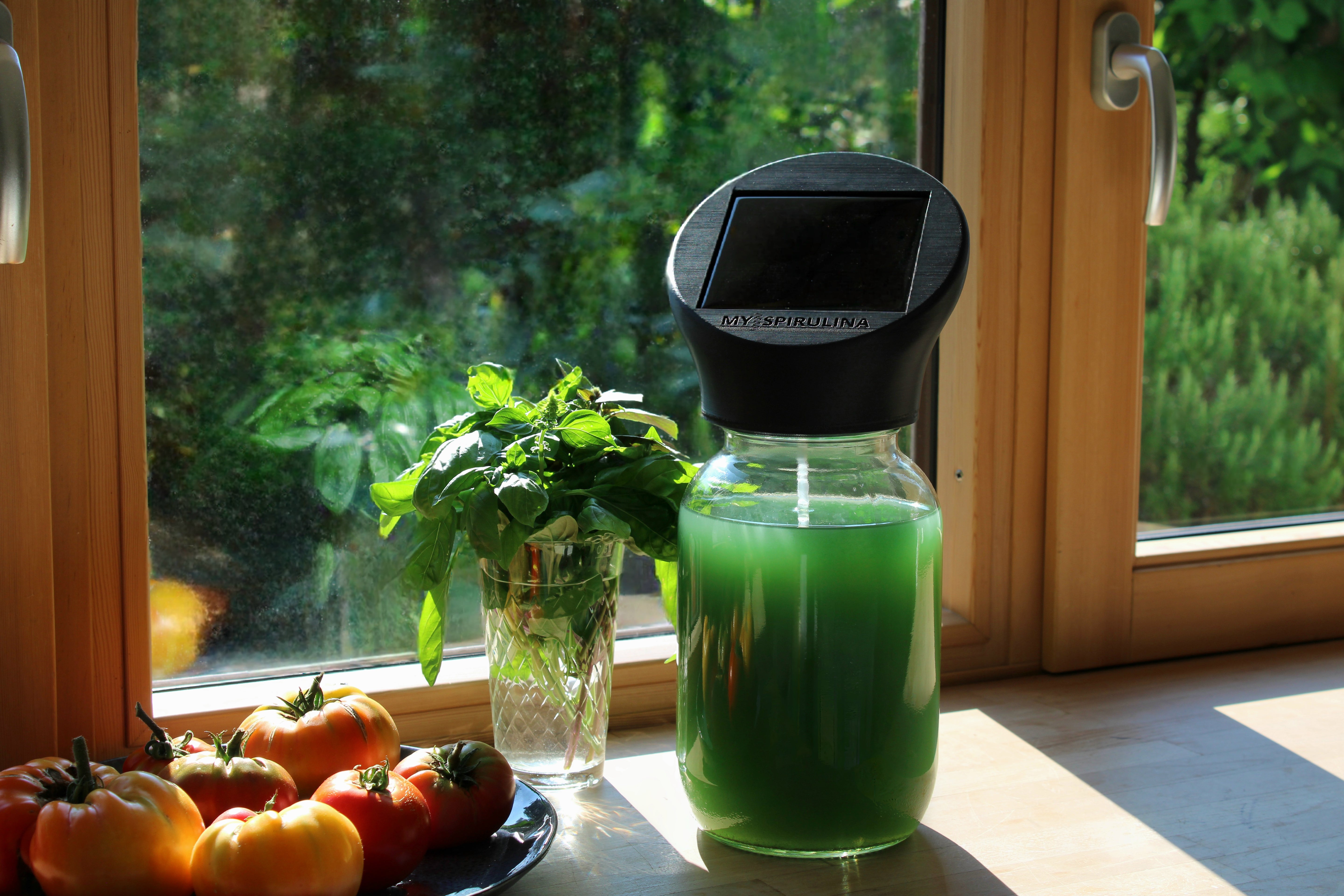 Spirulina-Farm auf einer Fensterbank, flankiert von Tomatenpflanzen und frischem Basilikum