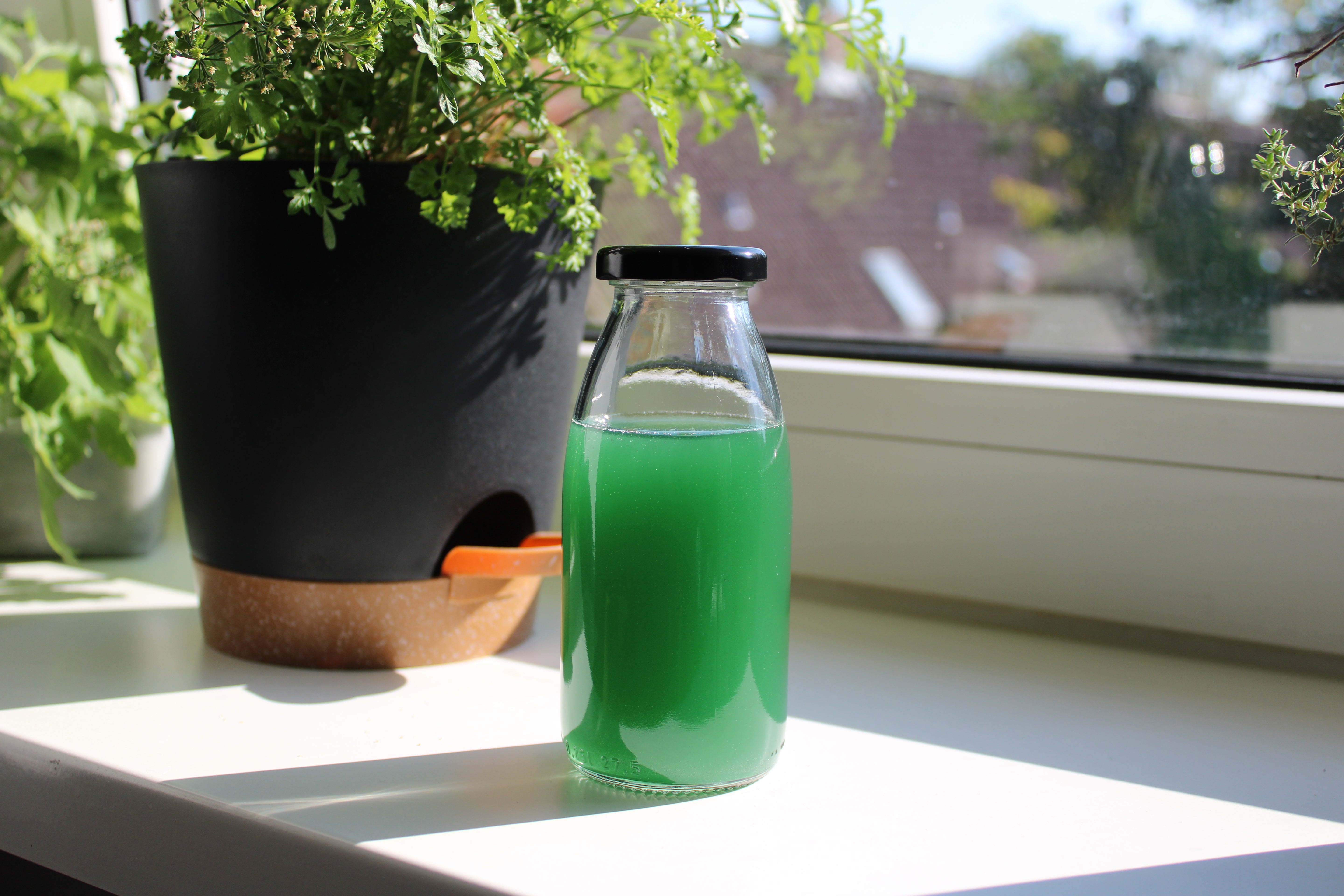 Produktfoto von grünem Spirulina-Wasser in einem transparenten Glasbehälter