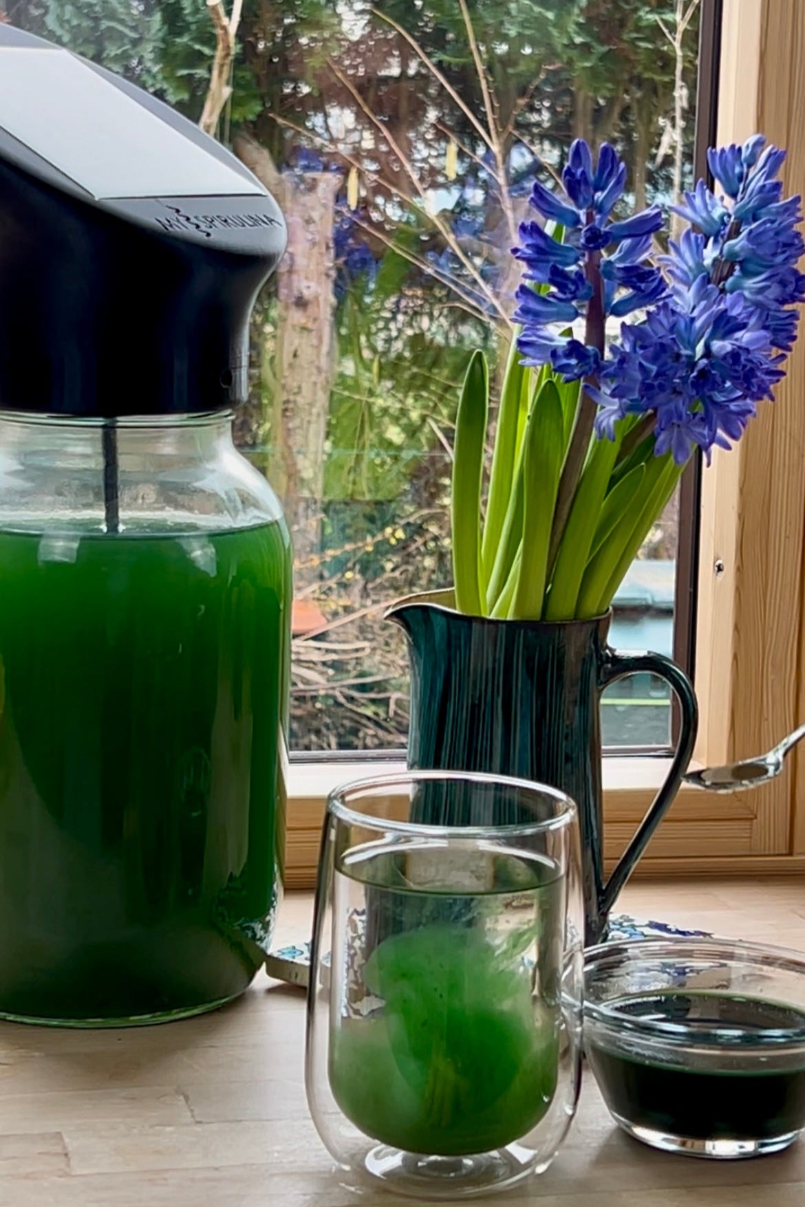 Im Vordergrund ein Glas, in dem frisches Spirulina in Wasser gegeben wurde, daneben ein weiteres Glas mit frischem Spirulina; im Hintergrund eine Spirulina-Farm auf einem Fensterbrett, umgeben von einer Blume.