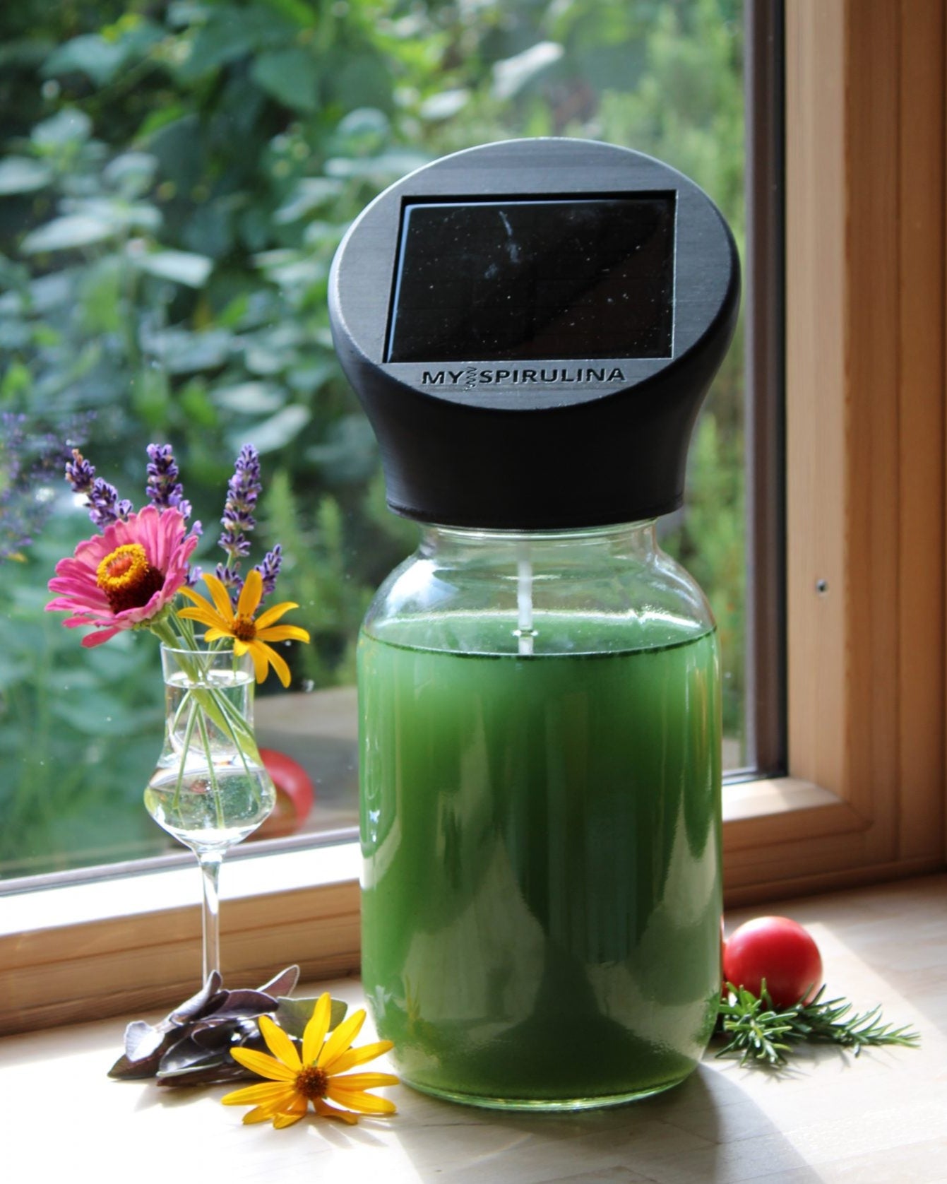 Spirulina-Farm auf einem Fensterbrett. Umgeben von bunten Blumen und frischem Grün, im sanften Tageslicht.