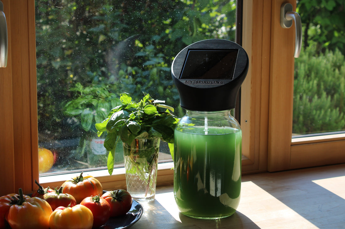 MySpirulina Farm auf der Fensterbank zwischen Tomaten und Basilikum am Fenster