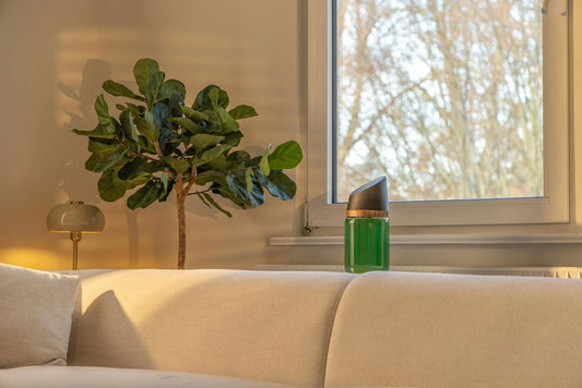 Frische Spirulina kaufen oder selbst anbauen?