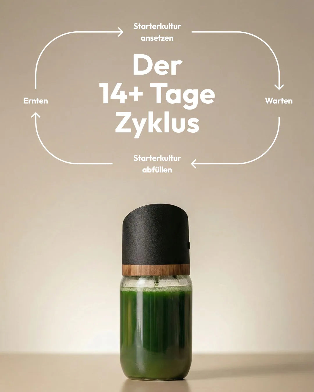 Der 14+ Tage Zyklus der MySpirulina Farm: ansetzen, warten, ernten