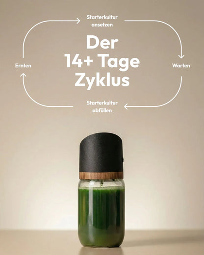 Der 14+ Tage Zyklus der MySpirulina Farm: ansetzen, warten, ernten