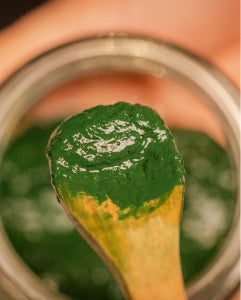 Frische Spirulina-Paste auf einem Holzlöffel