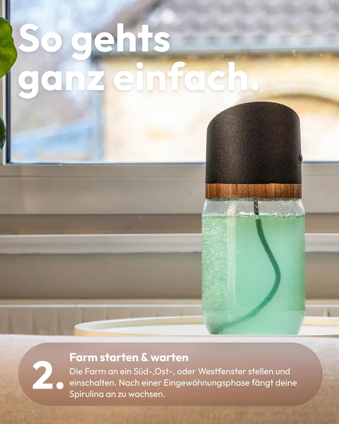 So geht's Schritt 2: MySpirulina Farm ans Fenster stellen und wachsen lassen