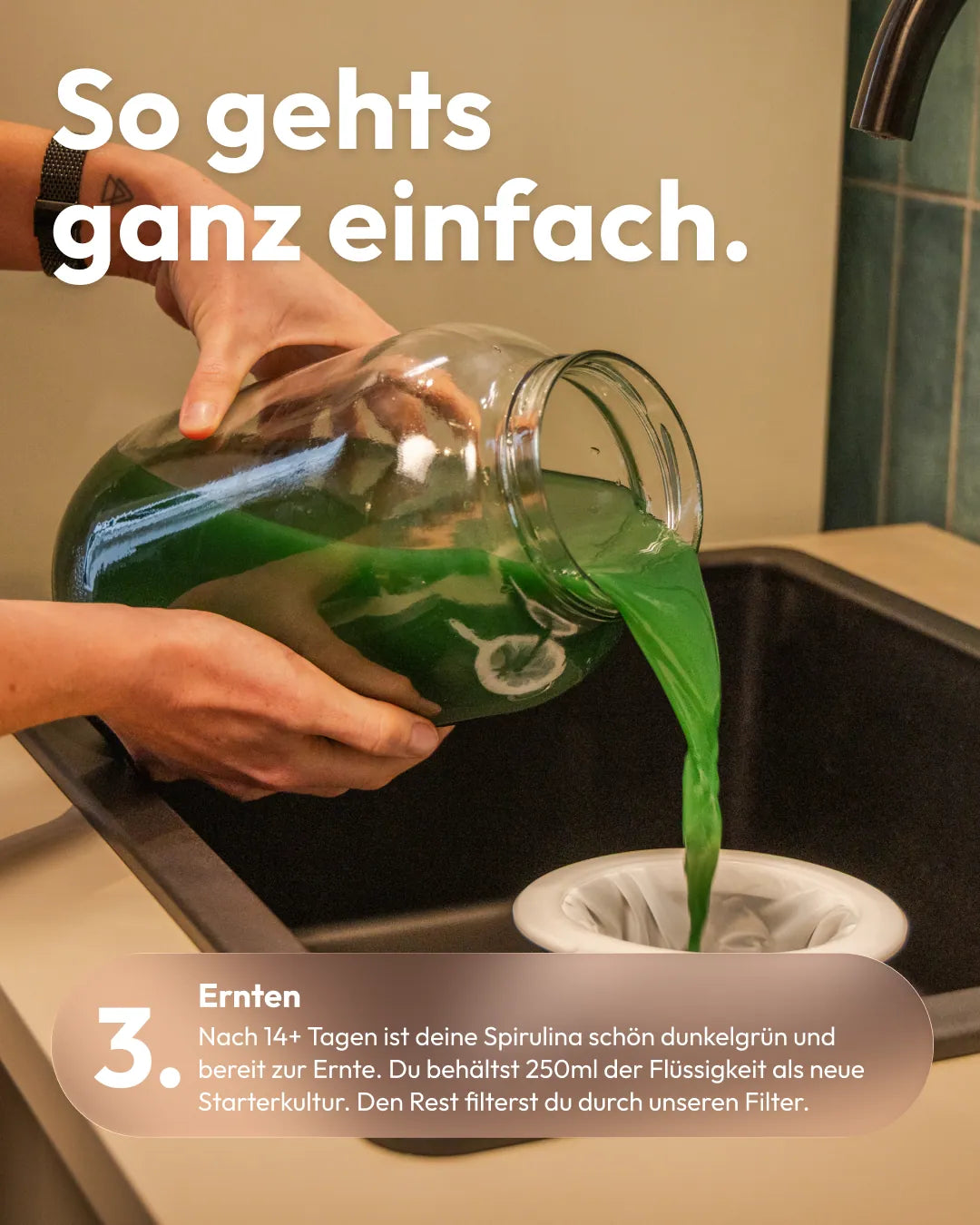 So geht's Schritt 3: Frische Spirulina nach 14+ Tagen ernten