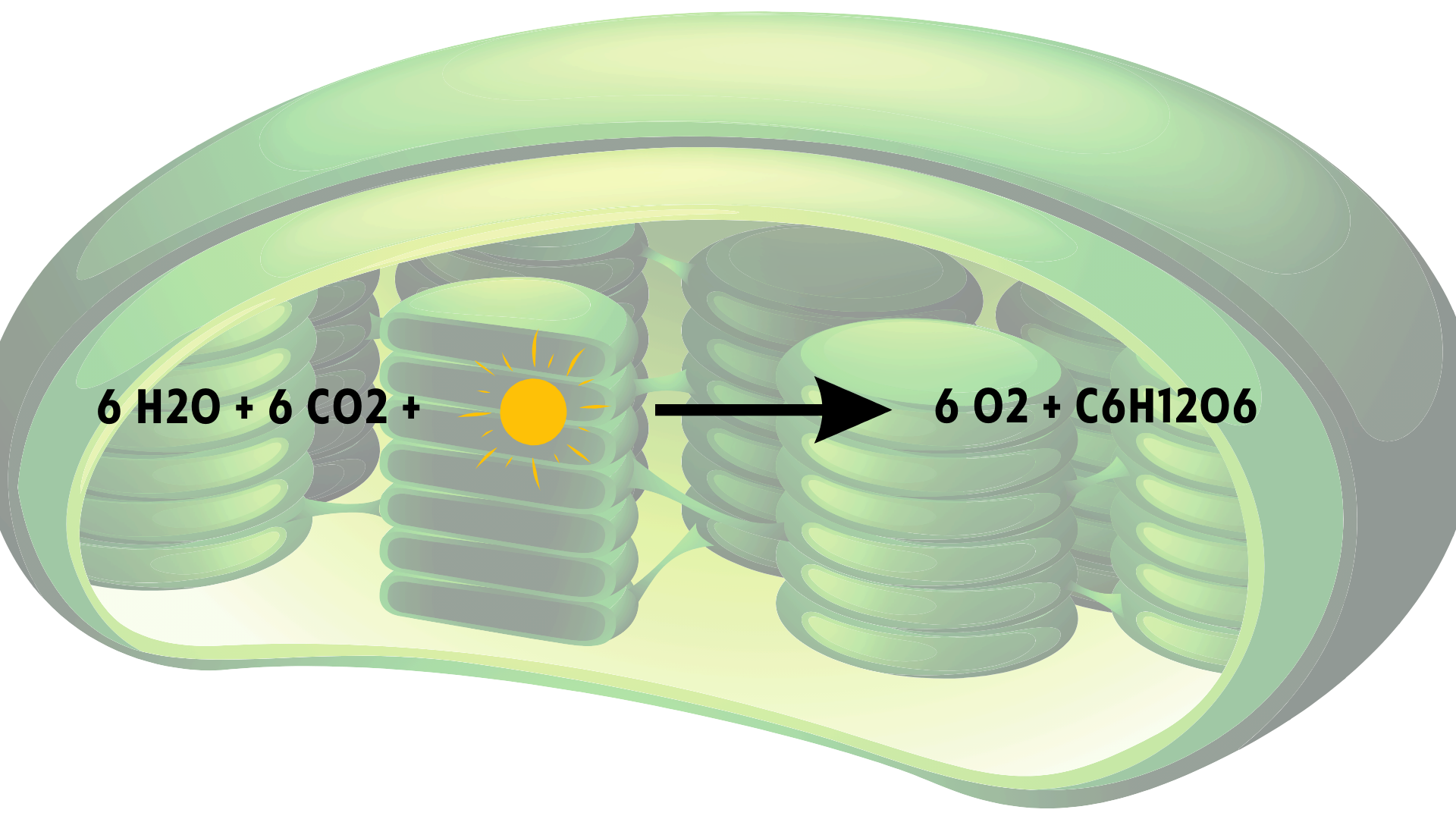 Spirulina Microscope